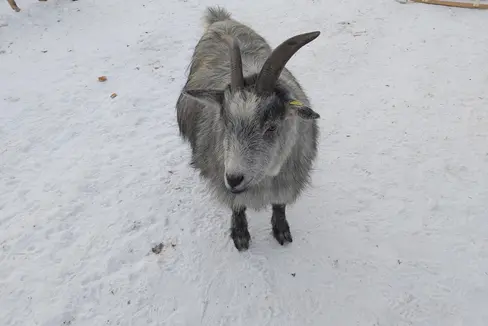 26.945 Ziegen gab es zum 16. Jänner 2023 in Südtirol. Die Überwachung ihrer Gesundheit und jene der anderen Nutztiere ist ein wichtiger Teil der Arbeit des Landestierärztlichen Dienstes. (Foto: LPA/Ulrike Huber)
