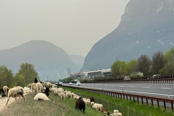 Die Schafe, begleitet von Hirtenhunden und Herdenschutzhunden, einigen Ziegen und einem Esel, grasen derzeit im Abschnitt der Etsch südlich von Neumarkt. (Foto: LPA/Landesamt für Wildbach- und Lawinenverbauung Süd)