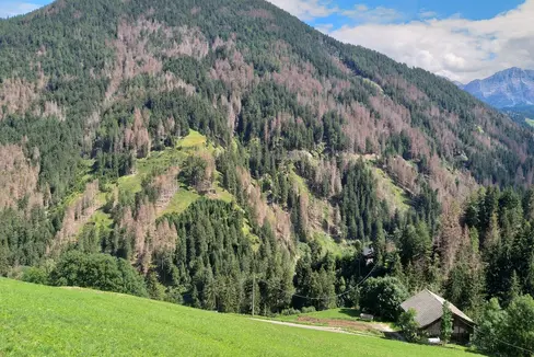 Die Waldagenda 2030+ soll Südtirols Wälder zukunftsfit machen. Darüber wurde beim gestrigen Webinar diskutiert. (Foto: LPA/Marco Pierogiovanna)