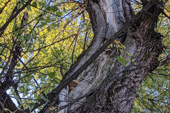 Im Bereich des Stegener Marktes müssen einzelne Pappeln entfernt werden, da sie sichtbar Pilzbefall und Fäulnis aufweisen. (Foto: LPA/Landesamt für Wildbachverbauung Ost)