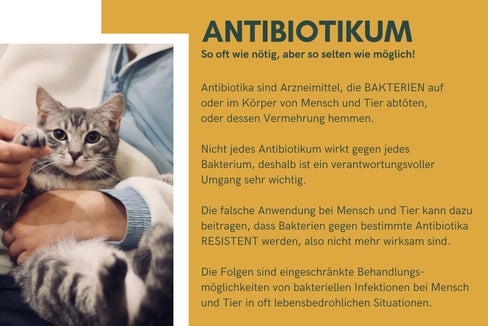 Mit einer Flyeraktion sensibilisieren Landesveterinärdienst und der tierärztliche Dienst des Sanitätsbetriebs Haustierhalterinnen und Haustierhalter für einen verantwortungsbewussten Umgang mit Antibiotika. (Foto: LPA)