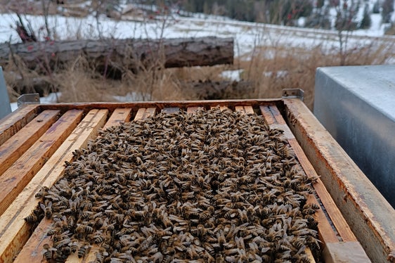 La Giunta provinciale ha approvato le linee guida per la concessione di aiuti nel settore dell'apicoltura in conformità con il regolamento UE. L'immagine mostra una colonia di api nel glomere invernale. (Foto: USP/Ufficio Zootecnia/Jürgen Thomaseth)