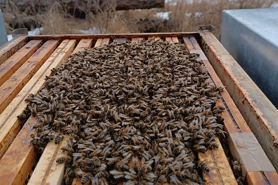 La Giunta provinciale ha approvato le linee guida per la concessione di aiuti nel settore dell'apicoltura in conformità con il regolamento UE. L'immagine mostra una colonia di api nel glomere invernale. (Foto: USP/Ufficio Zootecnia/Jürgen Thomaseth)