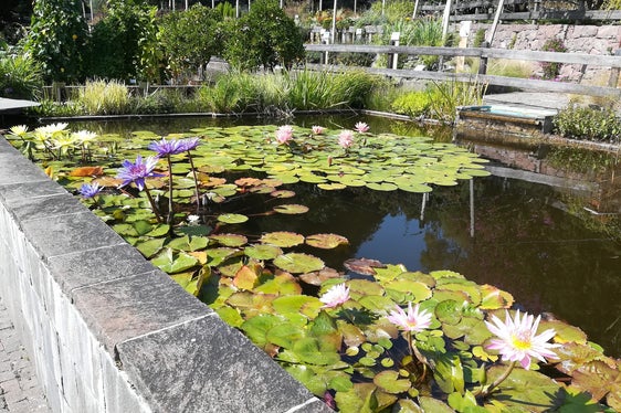 Seerosenblüte in der Laimburg (Foto: LPA/Laimburg Research Centre)