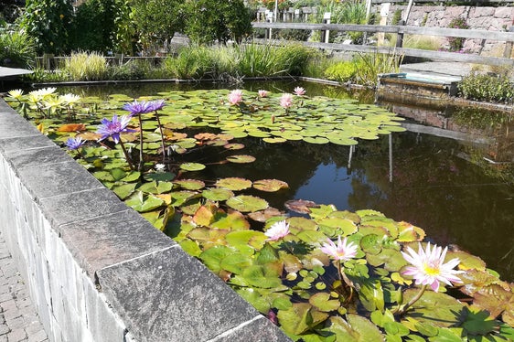 Fioritura di ninfee a Laimburg (Foto: USP/Centro Laimburg/Ivo Corrà)