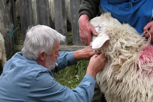 Controlli annuali obbligatori e cure preventive su 187.000 tra ovini, bovini e capre in Alto Adige sono di competenza del veterinario o della veterinaria aziendale: i loro rimborsi aumenteranno, anche in considerazione del caro carburanti (Foto ASP/Servizio veterinario provinciale)