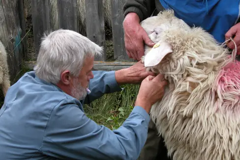 Jährlich müssen an 187.000 Nutztieren Prophylaxeuntersuchungen durch den Betriebsarzt vorgenommen werden. 65 Freiberufler sind dazu ermächtigt. Ihre Vergütung wurde angesichts gestiegener Treifstoffpreise angehoben. (Foto: LPA/Landestierärztlicher Dienst)