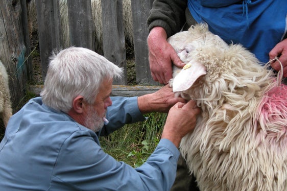 Jährlich müssen an 187.000 Nutztieren Prophylaxeuntersuchungen durch den Betriebsarzt vorgenommen werden. 65 Freiberufler sind dazu ermächtigt. Ihre Vergütung wurde angesichts gestiegener Treifstoffpreise angehoben. (Foto: LPA/Landestierärztlicher Dienst)