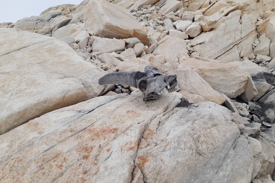 Überreste eines ganzen Rudels von Steinböcken wurde am Lodner gefunden. Die Überreste wurden auf die Jungsteinzeit datiert, Ötzi lebte 1700 Jahre später. (Foto: LPA/Forststation St. Leonhard)