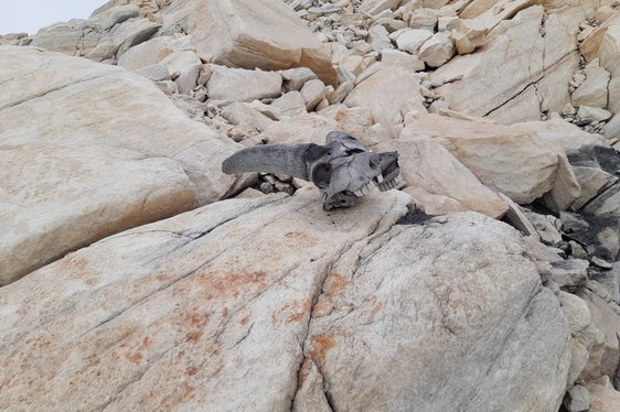 Su Cima Fiammante sono stati trovati i resti di un intero branco di stambecchi. I resti sono stati datati al Neolitico; Ötzi visse 1700 anni dopo (Foto: ASP/Stazione forestale di San Leonardo in Passiria)