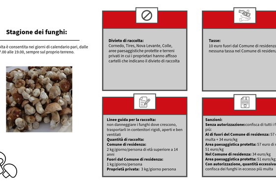 In questo infografico un vademecum per la raccolta dei funghi. (Infografico: ASP/Francesca Tigliani)