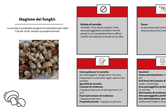 In questo infografico un vademecum per la raccolta dei funghi. (Infografico: ASP/Francesca Tigliani)