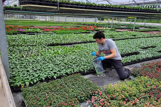Probenentnahme zur Durchführung einer Analyse: Im Bild einer der Pflanzenschutzinspektoren bei der Inspektion von Tomatenpflanzen. (Foto: LPA/Landespflanzenschutzdienst)