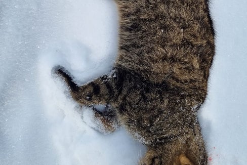 Auf den ersten Blick scheint es sich um eine gewöhnliche Hauskatze zu handeln. Der Expertenblick lässt aber darauf schließen, dass es sich beim angefahrenen Tier im Hochpustertal um eine Europäische Wildkatze handelt - es wäre dies der erste Nachweis in Südtirol. (Foto: LPA/Amt für Jagd und Fischerei)