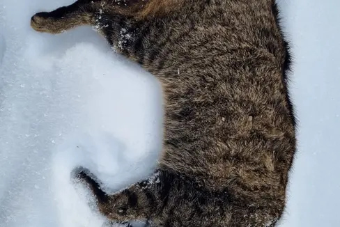 In Alta Pusteria un gatto è stato investito da una macchina. Gli esperti sono convinti che si tratti del primo rilevamento di un gatto selvatico in Alto Adige e stanno effettuando i test genetici (Foto: ASP/Ufficio caccia e pesca)