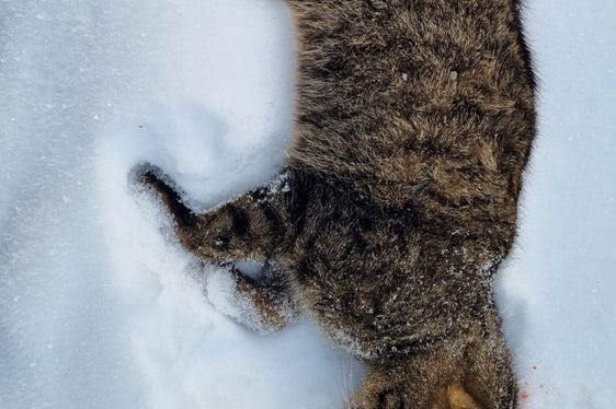 In Alta Pusteria un gatto è stato investito da una macchina. Gli esperti sono convinti che si tratti del primo rilevamento di un gatto selvatico in Alto Adige e stanno effettuando i test genetici (Foto: ASP/Ufficio caccia e pesca)
