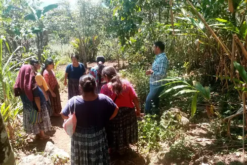 In Guatemala, la Provincia di Bolzano sostiene una cooperativa di piccoli agricoltori nel passaggio alla coltivazione e alla distribuzione di avocado biologico attraverso il commercio equo e solidale. (Foto: ASP/Altromercato)