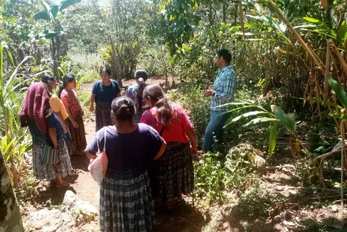 In Guatemala unterstützt das Land Südtirol eine kleine Genossenschaft von Landwirten beim Anbau und der Vermarktung über den fairen Handel von Bio-Avocado. (Foto: LPA/Altromercato)
