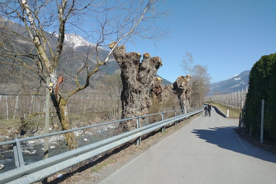 Immer wieder muss bewertet werden, ob Bäume zurückgeschnitten oder gefällt werden müssen, damit sie nicht in den Bach oder auf die vorbeiführenden Wege stürzen und zu gefährlichen Situationen führen. Im Bild aus Sicherheitsgründen gestümmelte Pappeln. (LPA/Landesamt für Wildbach- und Lawinenverbauung West)