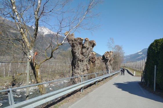 Immer wieder muss bewertet werden, ob Bäume zurückgeschnitten oder gefällt werden müssen, damit sie nicht in den Bach oder auf die vorbeiführenden Wege stürzen und zu gefährlichen Situationen führen. Im Bild aus Sicherheitsgründen gestümmelte Pappeln. (LPA/Landesamt für Wildbach- und Lawinenverbauung West)