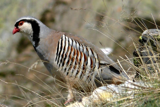 L’habitat della coturnice (nella foto) è costituito da pendii sassosi più o meno ripidi. (Foto: USP/Ufficio provinciale Gestione fauna selvatica)