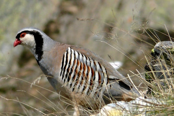 L’habitat della coturnice (nella foto) è costituito da pendii sassosi più o meno ripidi. (Foto: USP/Ufficio provinciale Gestione fauna selvatica)