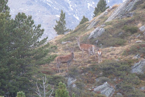 Dal 2000, il Servizio forestale provinciale effettua annualmente dei censimenti sistematici dei cervi su tutto il territorio provinciale. Il cervo rosso appartiene alla famiglia dei cervidi ed è il più grande ruminante selvatico d'Europa. Il nome deriva dal mantello estivo rosso-marrone. (Foto: USP/Servizio forestale provinciale)