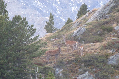 Dal 2000, il Servizio forestale provinciale effettua annualmente dei censimenti sistematici dei cervi su tutto il territorio provinciale. Il cervo rosso appartiene alla famiglia dei cervidi ed è il più grande ruminante selvatico d'Europa. Il nome deriva dal mantello estivo rosso-marrone. (Foto: USP/Servizio forestale provinciale)
