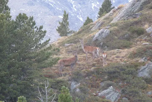 Dal 2000, il Servizio forestale provinciale effettua annualmente dei censimenti sistematici dei cervi su tutto il territorio provinciale. Il cervo rosso appartiene alla famiglia dei cervidi ed è il più grande ruminante selvatico d'Europa. Il nome deriva dal mantello estivo rosso-marrone. (Foto: USP/Servizio forestale provinciale)