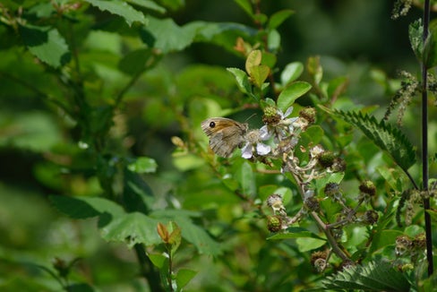 Hecken bieten zahlreichen Tier- und Pflanzenarten Nahrung und Schutz. Zum internationalen Tag der biologischen Vielfalt organisiert das Landesamt für Natur eine Heckenpflanzaktion in der Nähe des Umser Speicherbeckens. (Foto: Unsplash)