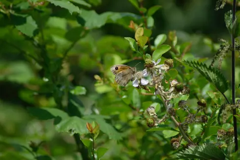 Le siepi forniscono cibo e riparo a numerose specie animali e vegetali. In occasione della Giornata mondiale della biodiversità, l'Ufficio Natura organizza una speciale giornata in cui vengono piantati arbusti, nei pressi del laghetto di Umes, frazione di Fiè allo Sciliar (Foto: Unsplash)