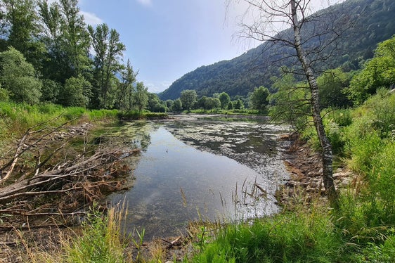 Gut ersichtlich: Die gebietsfremde Pflanze Elodea nutallii war zu Beginn des Sommers erstmals in Südtirol gesichtet worden. Nun setzt die Wildbachverbauung die Maßnahmen zu deren Entfernung fort, um eine Ausbreitung und Schädigung des Ökosystems zu verhindern. (Foto: LPA/Landesamt für Wildbach- und Lawinenverbauung West)