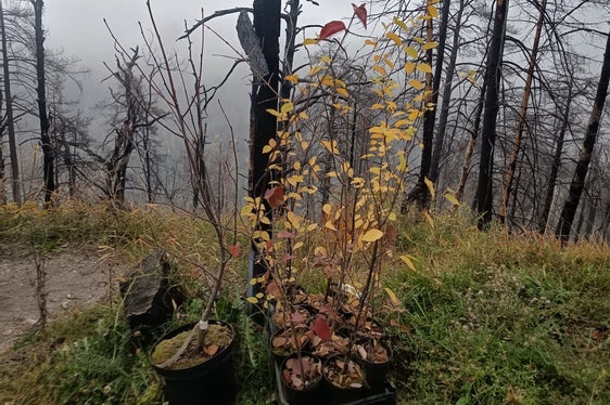 I semi delle latifoglie vengono raccolti dai dipendenti dei giardini forestali provinciali nei boschi locali e le piantine vengono coltivate nei giardini forestali per essere poi piantate nei boschi danneggiati. (Foto: USP/Ispettorato forestale Silandro)