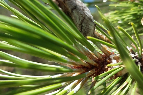 Die Larve des Prozessionsspinners bevorzugt Kiefern und Zedern. Hier entwickeln sie sich in den typischen Seidennestern. (Foto: LPA/Abteilung Forstdienst)