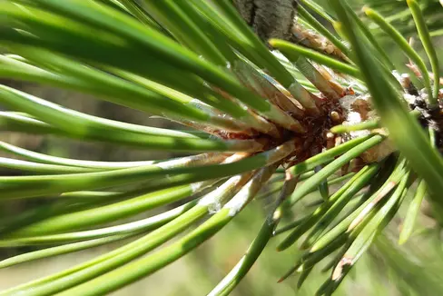 Die Larve des Prozessionsspinners bevorzugt Kiefern und Zedern. Hier entwickeln sie sich in den typischen Seidennestern. (Foto: LPA/Abteilung Forstdienst)