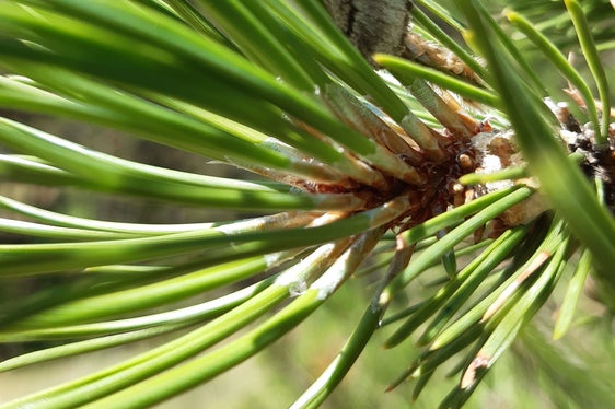 Die Larve des Prozessionsspinners bevorzugt Kiefern und Zedern. Hier entwickeln sie sich in den typischen Seidennestern. (Foto: LPA/Abteilung Forstdienst)