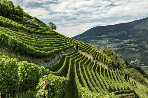 Il mercato vitivinicolo dell'Alto Adige continua a crescere in volumi e qualità. (Foto: IDM/Tiberio Sorvillo)