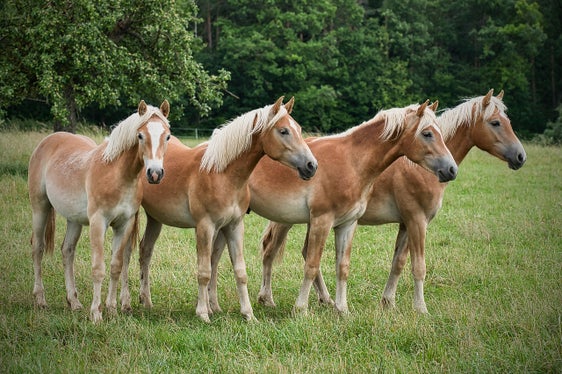 Früher als Arbeitspferd gezüchtet, gilt der Haflinger heute als beliebtes Freizeit- und Sportpferd und als Symbol für Südtirols Tradition, weshalb er zum immateriellen UNESCO-Kulturerbe werden soll. (Foto: LPA/Pixabay. Das Foto darf nur in Zusammenhang mit dieser Pressemitteilung verwendet werden.)