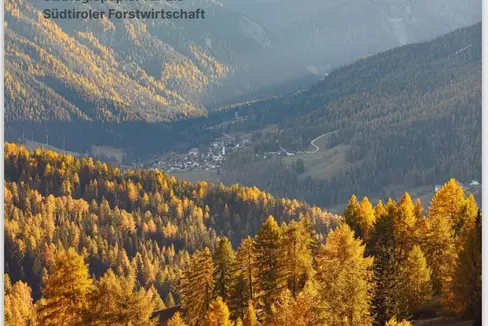 Sieben strategische Handlungsfelder für die nächsten sieben Jahre: Die Verantwortlichen haben die Situation nach Vaia, Schneedruck und Borkenkäferbefall in den Wäldern analysiert und einige Strategien festgeschrieben, um Nachhaltigkeit im Wald zu erreichen. Am 30. März wird die Waldagenda vorgestellt. (Foto: LPA)