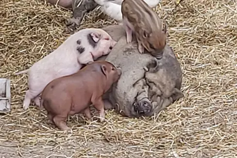 La peste suina africana ha colpito diversi allevamenti nell'Italia settentrionale: sono state organizzate campagne di informazione nel tentativo di prevenire la diffusione di questa malattia animale. (Foto: ASP/Ulrike Huber)