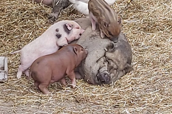 Gesunde Schweine sind glückliche Schweine: Die Afrikanische Schweinepest hat mehrere Betriebe in Oberitalien befallen – mit Informationskampagnen soll versucht werden, die Ausbreitung dieser Tierseuche zu verhindern. (Foto: LPA/Ulrike Huber)