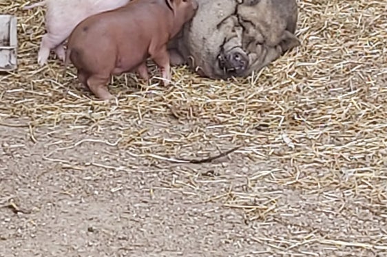 Gesunde Schweine sind glückliche Schweine: Die Afrikanische Schweinepest hat mehrere Betriebe in Oberitalien befallen – mit Informationskampagnen soll versucht werden, die Ausbreitung dieser Tierseuche zu verhindern. (Foto: LPA/Ulrike Huber)
