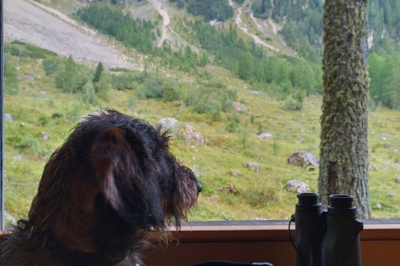 Treuer Begleiter: Der Jagdhund. Auch bei der Wildbeobachtung war er aufmerksam zur Stelle. (Foto: LPA/Forstschule Latemar)