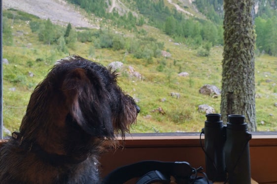 Anche il cane da caccia ha seguito con attenzione i movimenti della fauna selvatica. (Foto: USP/Scuola forestale Latemar)