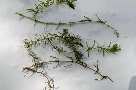 Le specie invasive, ossia alloctone, sono in grado di mettere in pericolo l’equilibrio naturale degli ecosistemi autoctoni (Foto: ASP/Agenzia per l'ambiente e la tutela del clima)