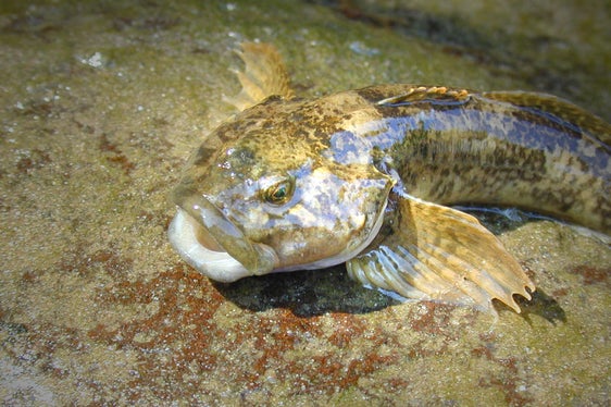 Mühlkoppen sind gute Bioindikatoren für Wasserqualität. In fast allen Hauptgewässern Südtirols kommen sie vor. (Foto: LPA/Amt für Jagd und Fischerei)