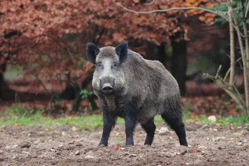 Mehrere Maßnahmen sind wichtig, um die Übertragung der Afrikanischen Schweinepest von Wildschweinen auf die Schweinezucht zu vermeiden. (Foto: LPA/Landesamt für Jagd und Fischerei)