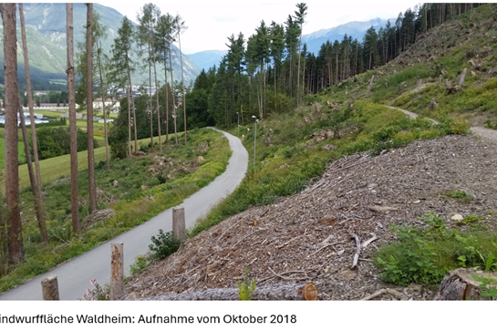 Projekt Waldheim in Bruneck: Windwurffläche im Oktober 2018 (Foto: LPA/Forststation Bruneck)