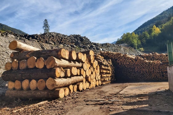 Bauen mit Holz, das zum Großteil in einem Umkreis von 500 Kilometern gewachsen ist, wird gefördert. Heute (13. Juni) hat die Landesregierung Grünes Licht für den Holzbaufonds gegeben. (Foto: LPA/uli)
