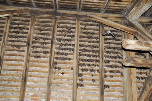 Sono significative le colonie estive di pipistrelli orecchie di topo presenti in diverse chiese dell'Alto Adige. Fino a 2000 femmine si riuniscono ogni primavera nei sottotetti delle chiese per dare alla luce i loro piccoli e allevarli durante l'estate. (Foto: Eva Ladurner)